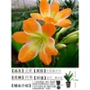 Orquídea Mariposa Monje Clivia Auténtica en Maceta Redonda con Capullos en la Sala de Estar y la Oficina Plántulas de Orquídea Florecen en Todas las Estaciones
