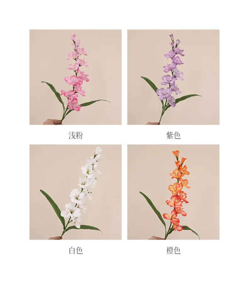 单枝韶华剑兰_04.jpg