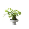 Musgo de Hera Nevado Bola de Musgo Hidropônica Planta Verde Folhagem Planta de Folha Verde Trepadeira Planta Verde em Vaso