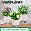 Las plantas en maceta son fáciles de cuidar en las salas de estar interiores.; plantas verdes hidropónicas, bonsáis creativos, plantas de la suerte, plantas pequeñas en maceta y árboles de la fortuna son todas excelentes opciones