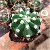 Combinación de Cactus Cactus sin Espinas Flor Suculenta Planta de Flor de Interior Planta en Maceta Pequeña Bolsillo de Estrella Fina Planta Rara