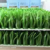 Hierba para Lavar Oro al por Mayor del Fabricante, Hierba para Lavar Oro Engrosada y Densificada, Manta Especial para Lavar Oro, Hierba Especial para Lavar Oro para África