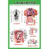 Estructura Promocional Diagrama Sistema Diagrama Esquemático Anatomía Médica Órganos Humanos Cartel de Pared Corazón Órganos Internos Hospital Cuerpo Humano