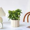 Árbol del Dinero Planta en Maceta Interior Sala de Estar Fácil de Mantener Oficina Hidropónico Planta Verde Pequeño Bonsái Perenne Flor Pequeña en Maceta