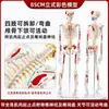 Modelo de Esqueleto Humano Adulto de Cuerpo Completo, Estructura Muscular y Ósea, Columna Vertebral Desmontable, Yoga para Principiantes, Calavera, Ayuda Didáctica