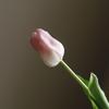 Tulipán de una rama con tacto real, pegado, adornos de escritorio, accesorios de fotografía, flores artificiales, venta al por mayor transfronteriza, flores falsas, hidratante