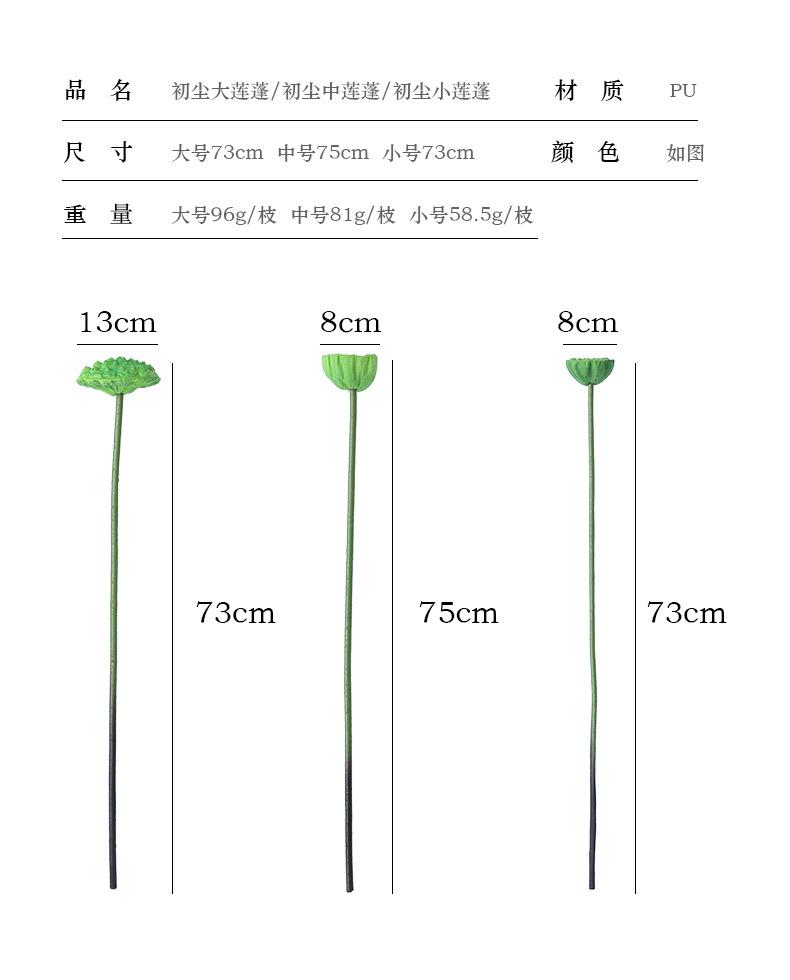 初尘荷花系列_07.jpg