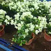 Planta en Maceta Buganvilia Floreciendo Cereza Verde Doble Pétalo Floración Cuatro Estaciones Balcón Fácil de Cultivar Buganvilia de Interior Planta Verde para Balcón