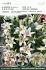 Bulbos de Lírio de Outono de Floração Dupla, Mudas de Flores de Floração Simples, Lírios Perfumados Comprados Diretamente da Holanda, Canhão de Ferro, Plantas de Vaso para Iniciantes do Pátio Karie