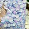 Pétalas de Camélia em Gradiente de Duas Cores Concha Ma Beibei Flor de Concha Flor de Peônia de Jade Fragrante Peônia Tianzhu Flor de Peônia