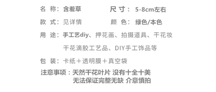 含羞草.png