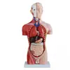 Zhongwei Medical 42cm 13 Peças Modelo de Tronco Masculino Anatomia Ensino Médico Estrutura do Corpo Humano Molde