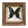 Marco de Fotos con Foto de Mariposa Real Pintura Decorativa Estilo Europeo Marco de Fotos Vintage Decoración de Mesa Adorno para Muebles Regalo de Cumpleaños Presente