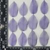 Folhas de Magnólia com Veios de Diamante Branco Folhas Naturais Flores Eternas Flores Secas Feitas à Mão Malha Colorida Folhas Branqueadas Espécime