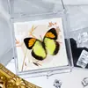 Foto de Espécime de Borboleta Real Porta-Retrato Caixa Transparente Ornamentos Estéreo Presente Ensino de Jardim de Infância Criativo Artesanal Adereços para Fotos