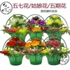 [Cinco Siete Flores] Flor de Niña Flor de Cinco Períodos Flor de Sacrificio Flor de Bonsái Flor de Tumba Flor en Maceta de Plástico Festival Qingming Limpieza de Tumbas