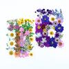 Tienda Física Transfronteriza Flor Real Venta al por Mayor Especimen de Planta Bolsa Estampada en Relieve Paquete de Material de Hoja Seca Pegatinas Hechas a Mano