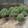 Árbol Bola Arbusto Artificial Bola Haitong Bola Hierba Árbol Verdeado Camino Álamo de Hoja Pequeña Populus Wannian Green Populus Phnom Penh Bola Arbusto