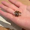 Anillo de Oso con Lazo Lindo para Mujer, Anillo para Dedo Índice de Diseño de Nicho Otoño e Invierno, Anillo Ajustable Dulce y Adorable