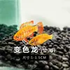 Peixe Ornamental Grande, Peixe Tropical Pequeno de Água Doce Fácil de Cuidar, Peixe Leve, Aquário de Tanque com Plantas Natação em Grupo Peixes de Estimação