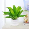 Helecho Nido de Pájaro Helecho en Maceta Planta de Interior Verde Plantas Florales Sala de Estar Oficina Escritorio Planta Novedosa Perenne Todo el Año