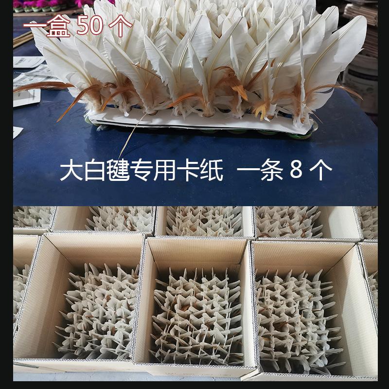 大白毽子05