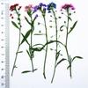 Flores secas reais com galhos de folhas de bola de neve perfumadas, adesivos, espécimes de plantas, abajur de mesa em relevo, capa de celular, marcador de página