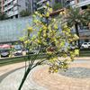Nuevo Blanco Gympani Comercio Exterior 5 Ramas Milán Gympani Flores de Mano Decoración de Boda Coreana Flores Artificiales al por Mayor