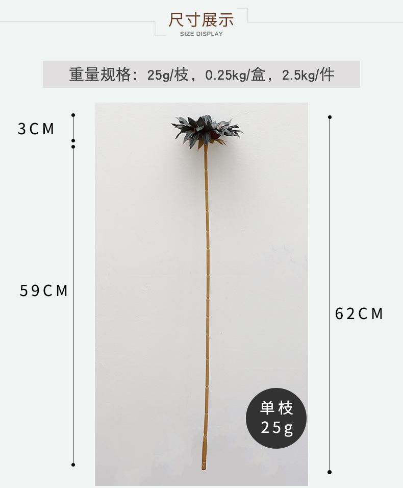 小单枝向日葵详情-兰桂坊（1）_08