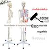 Zhenghe Natural Large Body 170CM Osso Anexado Músculo Start-stop e Modelo de Esqueleto de Ligamento Modelo Médico
