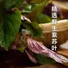 Salsa de perilla fresca de temporada, hecha con perilla seleccionada y fruto de ginseng de temporada, con un aroma y sabor frescos, primer brote tierno de fruto de ginseng cosechado en frasco
