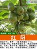 Dropshipping Jujube Suave Kiwi Salvaje Plantón Dandong Semilla Suave Noreste Cuixiang Corazón Amarillo Corazón Rojo Xu Xiang Zhouzhi