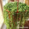 Plántulas de Cinta, Hiedra, Clorofito, Planta de Labial, Peonía, Planta de Cinta, Cinta Perla, Plantas Verdes Colgantes para Balcón de Interior