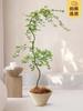 Dropshipping Arce Fluido en Maceta Planta Verde para Estudio y Sala de Estar Planta de Interior, Siete Árboles de Arce, Popular Estilo Zen Japonés Oficina