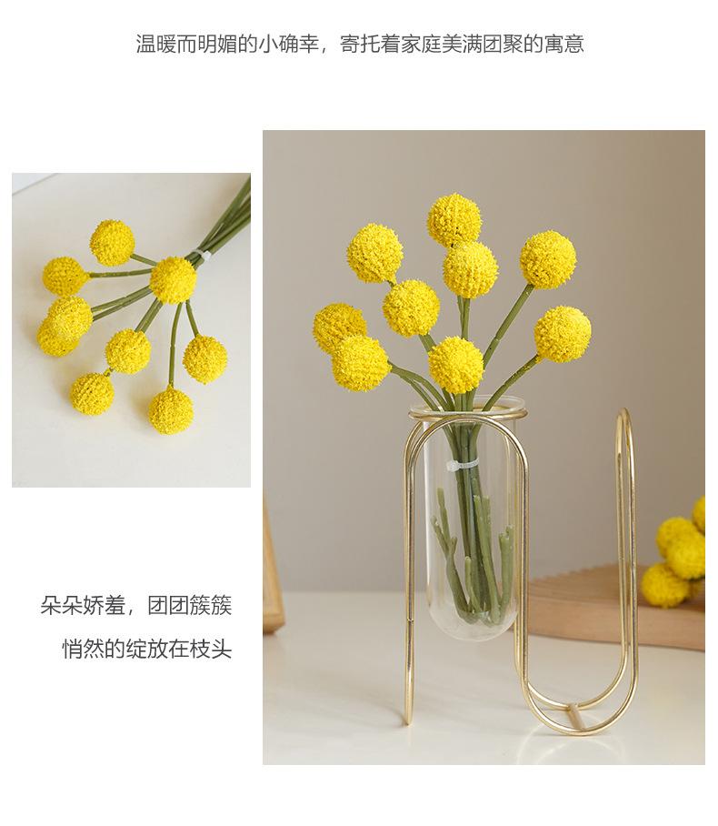 西西里9头扎束球菊_09.jpg