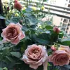 Envío directo de plántulas de rosa Yagami en maceta con abundantes flores para balcón y patio, rosas que florecen en todas las estaciones