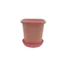 Vaso Quadrado para Suculenta Echeveria 'Hortula', Vaso de Plástico, Branco e Rosa