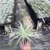 Piña de Aire Planta sin Tierra para Personas Mayores, Hierba de Aire Piña Planta Verde Creativa de Cuatro Estaciones Perenne Colgante de Interior