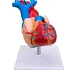 Novo Modelo Natural de Coração Grande Modelo de Ensino do Departamento de Cardiologia da Faculdade de Medicina Anatomia do Coração