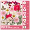 Paquete de Materiales DIY de Flores Secas Flores Prensadas Hechas a Mano Flores Conservadas Marcadores de Libros de Flores Prensadas Hojas de Árbol Real Plantas Pegatinas de Resina Maquillaje Facial