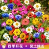 Sementes de Combinação de Flores Silvestres Florescem em Todas as Estações, Cosmos, Flores Gesang Coloridas, Sementes de Flores Fáceis de Cultivar, Sementes de Flores para Paisagismo de Quintal