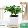 Oito Direções da Riqueza, Plantas em Vasos de Madeira Pata de Pato, Plantas Fáceis de Cuidar, Plantas Verdes no Escritório, Lótus Sete Folhas, Flores Purificadoras de Ar, Absorvendo Formaldeído