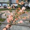 Nueva fábrica de flores artificiales para bodas color melocotón suave rosa champaña rosa carne hortensia rosa rosa camino de boda plomo flor falsa al por mayor