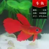 Decoraciones para paisajismo de acuario de medusas marinas Acuario Peces de silicona al por mayor Luminoso simulación pez dorado grande pez de combate