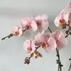 Plántulas de Orquídea Phalaenopsis con Varas Florales y Capullos, Orquídeas en Maceta, Plántulas Grandes, Plantas y Flores Fáciles de Mantener en la Sala de Estar o en Interiores Durante Todo el Año