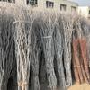 Galhos, Acessórios de Decoração Floral, Galhos Secos Pastorais, Fundo para Auditório de Casamento, Enfeites para Edifícios, Galhos de Flores Secas, Arranjos de Flores para Casa