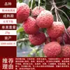 Entrega de una sola pieza de plántulas de lichi injertadas plántulas de árbol de lichi Guiwei Feizixiao sin semillas plántulas de árbol de lichi de cuatro estaciones en el sur