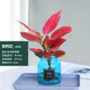 Planta Hidropónica en Maceta Ruyi Reina Roja de Hoja Perenne Suerte Flor de Interior para Oficina Planta Verde Suculenta Fragante de Nueve Hojas Fácil de Cultivar