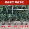 Camelia Xiangfei en maceta con brotes, flor roja de cinco colores, fácil de cultivar en interiores, florece en cualquier estación.