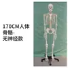 Modelo de Esqueleto Humano de 85cm Esqueleto Adulto de Corpo Inteiro de 170cm Modelo Humano Esqueleto Pequeno Modelo de Coluna Vertebral para Ensino